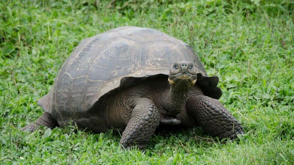 Describen por primera vez cuatro virus endémicos de las tortugas de Galápagos