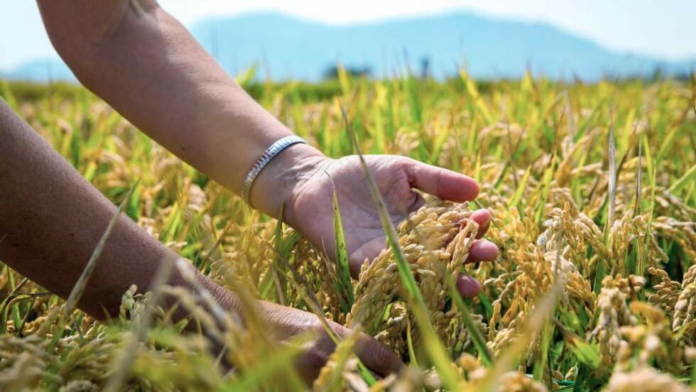El mundo puede producir más arroz sin dañar el medio ambiente, según un estudio