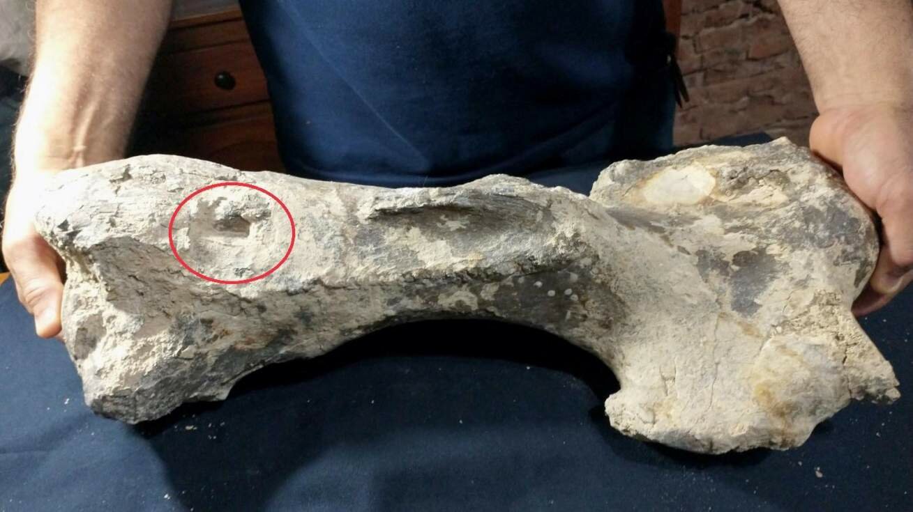 Encuentran el húmero de un perezoso prehistórico gigante con una fuerte mordedura de un oso