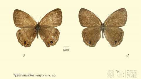 Entomólogos describen una nueva especie de mariposa en el Perú