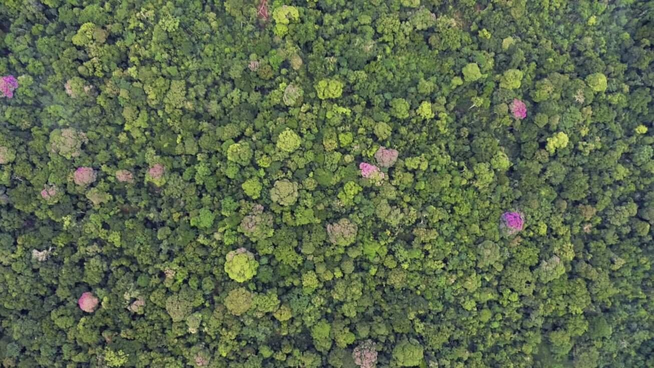 magen tomada con dron del dosel del bosque tropical de Isla Barro Colorado, Panamá./stri
