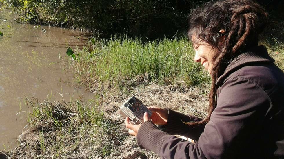 Una investigadora del CONICET dedicada a la preservación del pecarí quimilero es finalista del “Oscar verde”