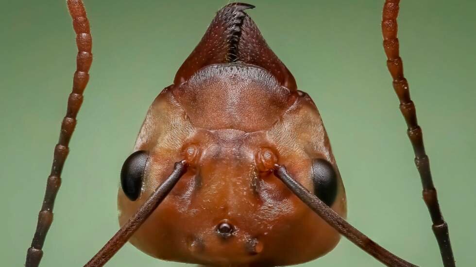Una neurohormona de las hormigas puede ayudar a comprender comportamientos humanos