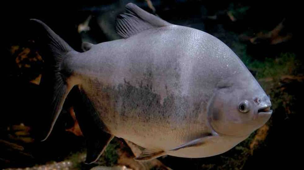 Un pez amazónico posee potencial para erigirse en 'commodity' de Brasil en el mercado global