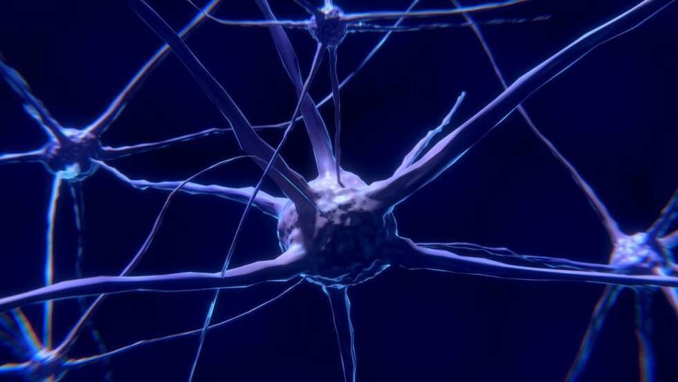 Describen el funcionamiento de una proteína clave para la sinapsis neuronal