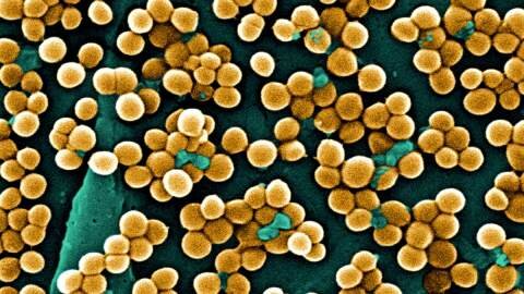 Desvelan el mecanismo que gobierna la división celular en una de las superbacterias más letales