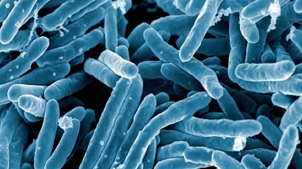 Investigadores del CSIC describen la evolución de la bacteria de la tuberculosis