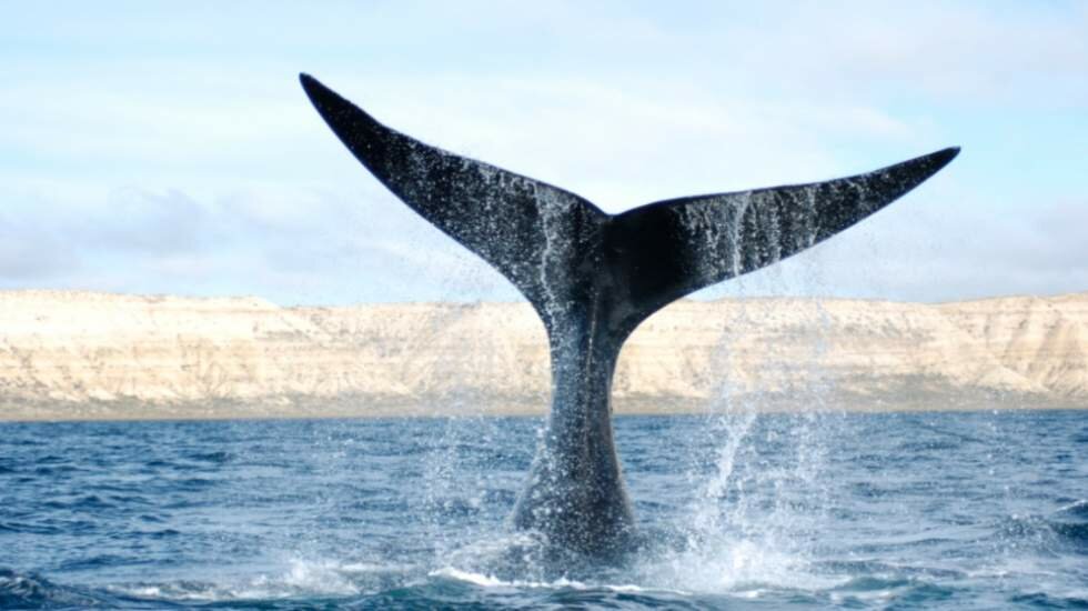 Las ballenas sobrevivieron a siglos de caza indiscriminada