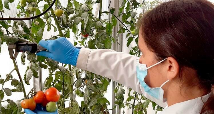 “Súper biocompuesto” para que plantas resistan la sequía y salinidad