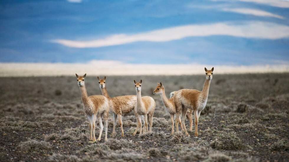 Un grupo de vicuñas atentas en los llanos del Parque Nacional San Guillermo, Argentina./Joe Riis.