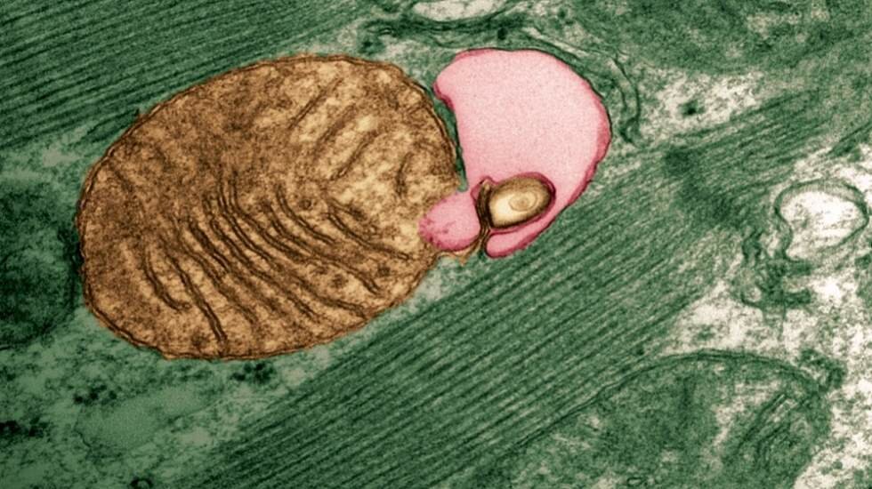 Una mitocondria al ser envuelta por el autofagosoma; crédito: Júlio C. B. Ferreira/USP.