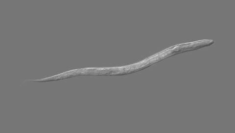 C. elegans. Foto: gentileza investigadores.