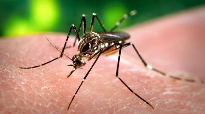 La inteligencia artificial facilita la prevención y detección del dengue