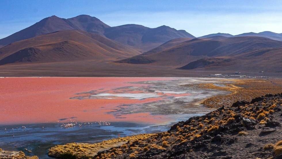 Descubren pigmentos antioxidantes y antibacterianos en un microorganismo hallado en lagos salinos de Argelia