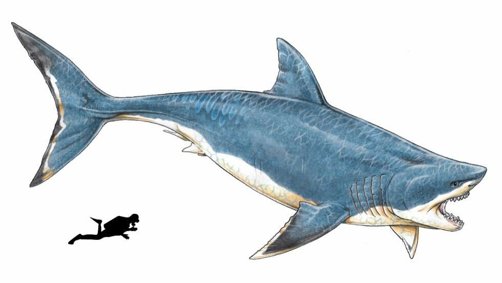 Hallan el diente de un tiburón prehistórico gigante en la costa bonaerense