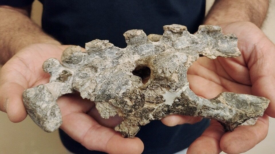 Descubren restos de un desconocido mamífero fósil