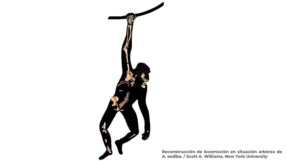 El ancestro humano que caminaba como un humano pero trepaba como un simio