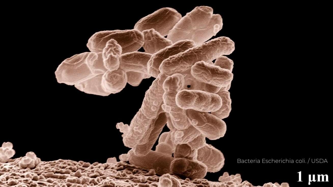 bacteria Escherichia coli. / USDA
