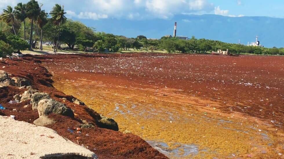 Un satélite dominicano pronosticará la llegada del sargazo a playas del Caribe